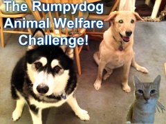 Please click on the picture of Rumpy, Dee Dee & June Buggy to visit their Animal Welfare Challenge Blog Hop